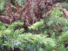 Steropleurus chopardi