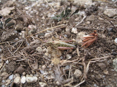 Chorthippus corsicus corsicus