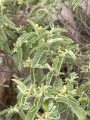 Corchorus kirkii