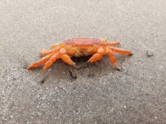 Cyclograpsus cinereus