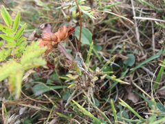 Chorthippus corsicus corsicus