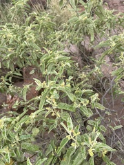 Corchorus kirkii