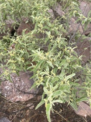 Corchorus kirkii