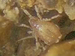 Hydrozetes