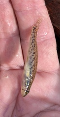 Etheostoma edwini