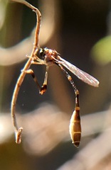 Leptopteromyia americana