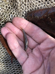 Etheostoma edwini