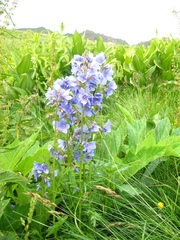 Polemonium caucasicum