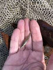 Etheostoma edwini