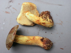 Binderoboletus segoi