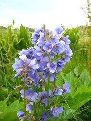 Polemonium caucasicum
