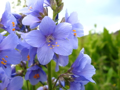 Polemonium caucasicum