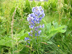 Polemonium caucasicum