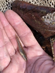 Etheostoma edwini