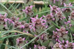 Lamium purpureum