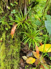 Guzmania angustifolia