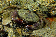 Pilumnus