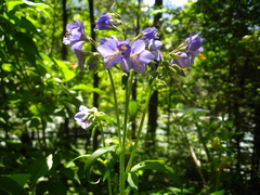 Polemonium caucasicum