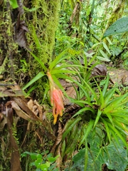 Guzmania angustifolia
