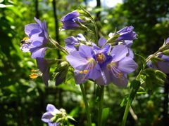 Polemonium caucasicum