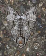 Psilogramma menephron