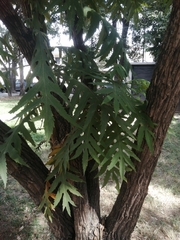 Bocconia arborea