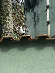 Fluvicola nengeta