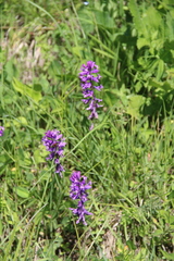 Polygala anatolica