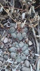 Thelocactus hexaedrophorus