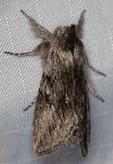 Pleromelloida cinerea