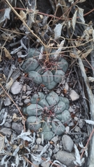 Thelocactus hexaedrophorus