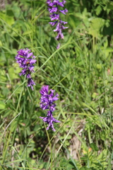 Polygala anatolica