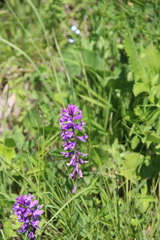 Polygala anatolica