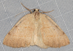 Drepanulatrix bifilata