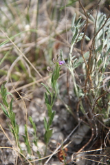 Polygala sosnowskyi