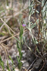 Polygala sosnowskyi