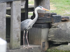 Ardea cinerea