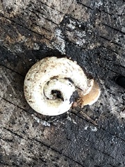 Planorbella campanulata
