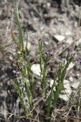 Polygala sosnowskyi