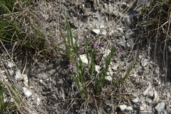 Polygala sosnowskyi