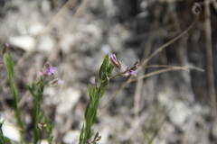 Polygala sosnowskyi