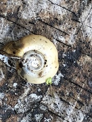 Planorbella campanulata