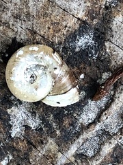 Planorbella campanulata