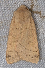 Mesogona olivata