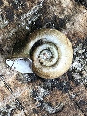 Planorbella campanulata
