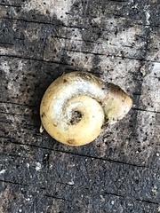 Planorbella campanulata