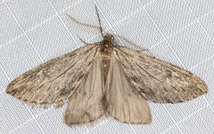 Paleacrita longiciliata
