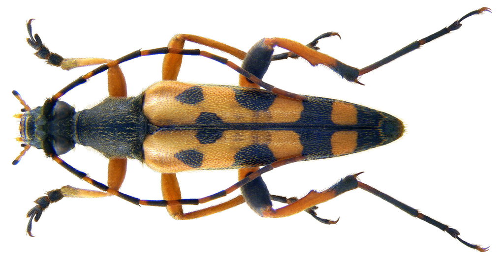 Rutpela