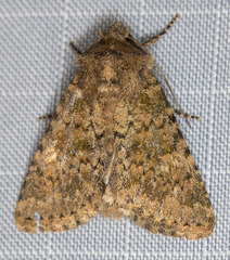 Pseudobryomima fallax