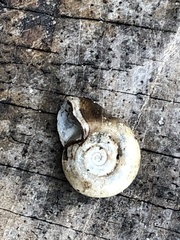Planorbella campanulata